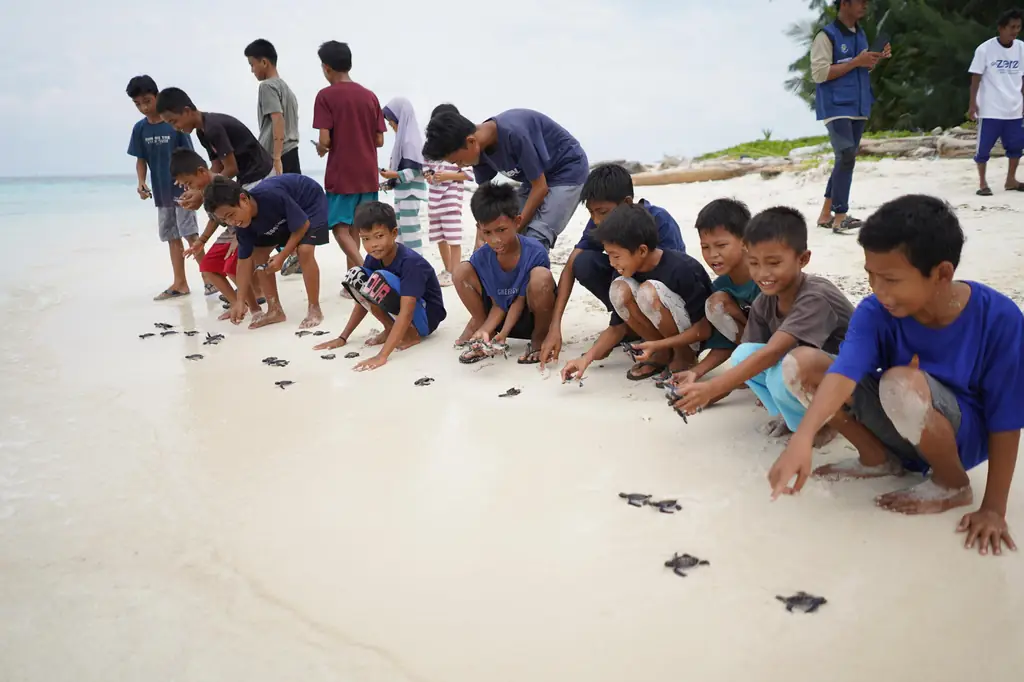 Peringati Hari Kura-Kura dan Penyu Sedunia, Telkom Lepas 200 Anak Penyu di Kapoposang, Sulawesi Selatan